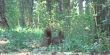Embedded thumbnail for Wiewiórki w leśnym żywiole 